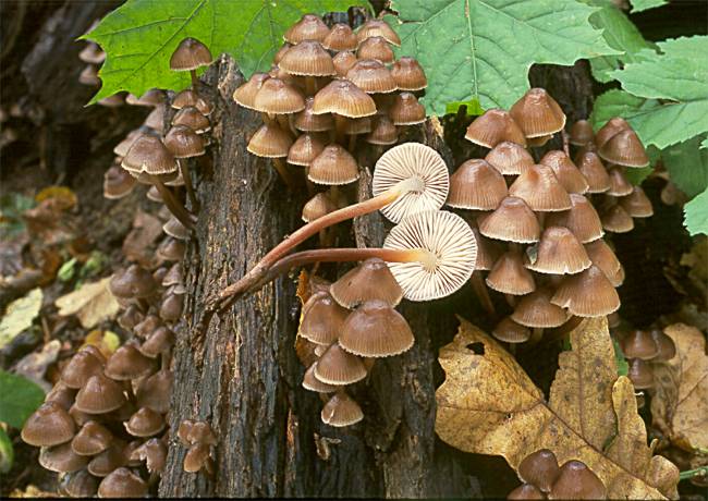 Mycena inclinata